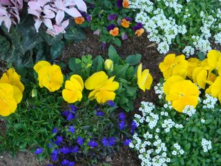 flowers