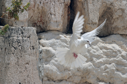Jerusalem dove